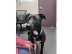 Adopt Carly (Tiana) a Brown/Chocolate Labrador Retriever / Mixed dog in