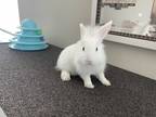 Adopt Baby Bunny a White Other/Unknown / Mixed rabbit in Port Charlotte