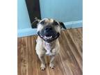 Adopt Autumn a Tan/Yellow/Fawn - with Black Staffordshire Bull Terrier / Pit