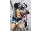 Adopt Maverick a Merle Blue Heeler / Mixed dog in Lafayette, CA (39866496)