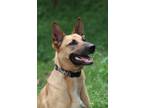 Adopt Phoebe a Red/Golden/Orange/Chestnut Black Mouth Cur / Mixed dog in