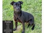 Adopt Frankie a Black Puggle / Mixed dog in Decatur, AL (41208174)