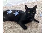 Adopt Jerome a All Black Domestic Shorthair / Mixed (short coat) cat in