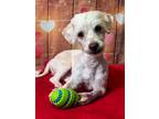 Adopt Henry 3 a White Poodle (Miniature) / Mixed dog in Phoenix, AZ (41200759)