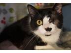 Adopt Popeye a White Domestic Shorthair / Domestic Shorthair / Mixed cat in