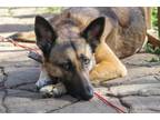 Adopt Lizzie a Black - with Tan, Yellow or Fawn German Shepherd Dog / Mixed dog