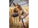 Adopt Cupcake a Tan/Yellow/Fawn - with Black Black Mouth Cur / Mixed dog in