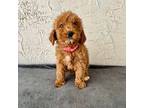 Poodle (Toy) Puppy for sale in Port Richey, FL, USA