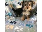 Mutt Puppy for sale in Louisburg, NC, USA