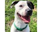 Adopt Buckles a Hound (Unknown Type) / Mixed dog in Norman, OK (41208033)
