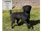 Adopt Lawson a Black Labrador Retriever / Mixed dog in Decatur, AL (41208017)