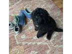 Mutt Puppy for sale in Egg Harbor Township, NJ, USA