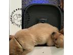 Golden Retriever Puppy for sale in Orange City, FL, USA