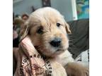 Golden Retriever Puppy for sale in Orange City, FL, USA