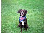 Adopt Spike a Black - with White Labrador Retriever / Beagle / Mixed dog in