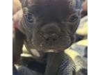French Bulldog Puppy for sale in Osawatomie, KS, USA