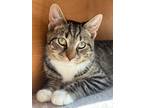 Adopt Spinach a Gray, Blue or Silver Tabby Tabby (short coat) cat in Alexandria