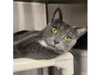 Adopt Lola a Gray or Blue Domestic Shorthair / Domestic Shorthair / Mixed cat in