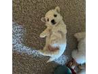 Bichon Frise Puppy for sale in Hillsboro, OR, USA
