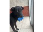 Adopt Audra a Black - with White Labrador Retriever / Mixed dog in Buchanan