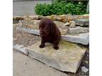 Labrador Retriever Puppy for sale in Apple Creek, OH, USA