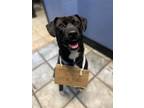 Adopt Buddy a Brindle - with White Mixed Breed (Medium) / Labrador Retriever /