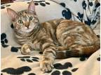 Adopt Fiorella a Domestic Shorthair / Mixed (short coat) cat in Freeport