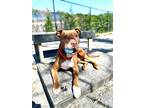 Adopt Cliff a Red/Golden/Orange/Chestnut Mixed Breed (Large) / Mixed dog in