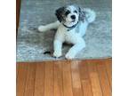 Shih-Poo Puppy for sale in Toms River, NJ, USA