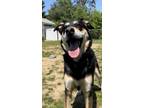 Adopt Roxie a Black Shepherd (Unknown Type) / Mixed dog in E.