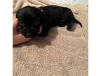 Dachshund Puppy for sale in Troy, NC, USA