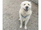 Adopt Cooper a White Great Pyrenees / Mixed dog in Menominee, MI (41009480)