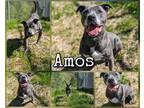Adopt Amos a Gray/Blue/Silver/Salt & Pepper American Pit Bull Terrier / Mixed