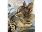 Adopt Oakley a Brown Tabby American Shorthair / Mixed (short coat) cat in