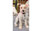 Adopt Lollipop a White - with Tan, Yellow or Fawn Toy Poodle / Terrier (Unknown