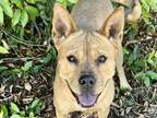 Adopt Olive a Red/Golden/Orange/Chestnut Mixed Breed (Medium) / Mixed dog in