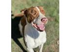 Adopt Russell a White American Pit Bull Terrier / Mixed Breed (Medium) / Mixed
