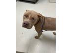 Adopt Beans a Brown/Chocolate American Pit Bull Terrier / Mixed Breed (Medium) /