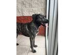 Adopt Shredder a Brindle - with White Terrier (Unknown Type
