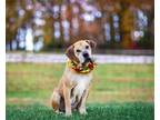 Adopt Hattie a Tan/Yellow/Fawn Mastiff / Mixed dog in Unionville, PA (39861901)