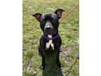 Adopt Max a Black American Staffordshire Terrier / Mixed dog in Fergus Falls