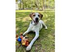 Adopt Chief a White Mixed Breed (Small) / Mixed Breed (Medium) / Mixed (short