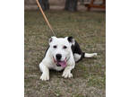 Adopt Peddle a White American Pit Bull Terrier / Mixed Breed (Medium) / Mixed