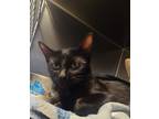 Adopt Toyota a All Black Domestic Shorthair / Mixed Breed (Medium) / Mixed