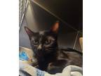 Adopt Toyota a All Black Domestic Shorthair / Domestic Shorthair / Mixed cat in