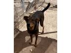 Adopt Lalo a Black Shepherd (Unknown Type) / Mixed dog in Nogales, AZ (41205947)