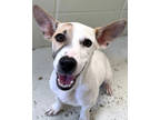 Adopt Carolina a White Terrier (Unknown Type, Small) / Dachshund / Mixed dog in