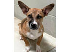 Adopt Kenya a Tan/Yellow/Fawn Terrier (Unknown Type, Medium) / Miniature