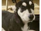 Adopt Jodi a Black - with White Husky dog in Encinitas, CA (38154772)