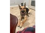 Adopt Bo a Brown/Chocolate - with Black German Shepherd Dog / Mixed dog in